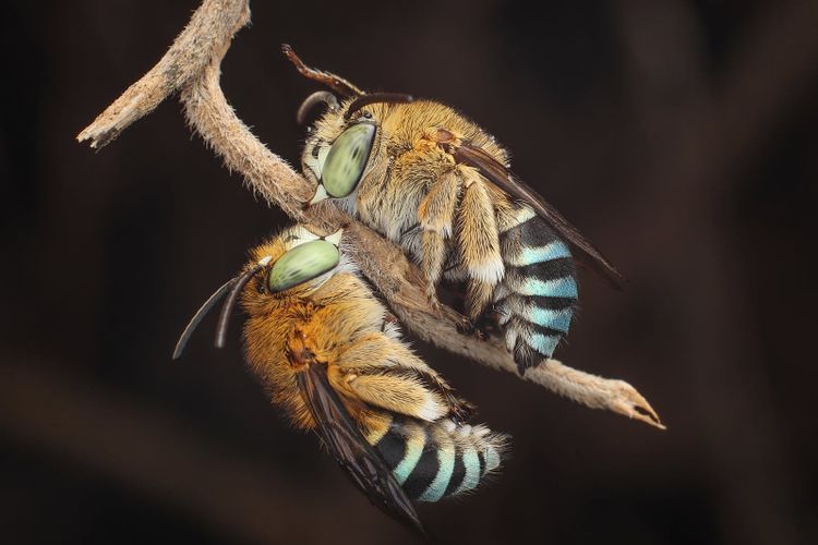 Two blue banded bees resting face to face on a twig, photographed in the Philippines; the same genus hums through Australian gardens