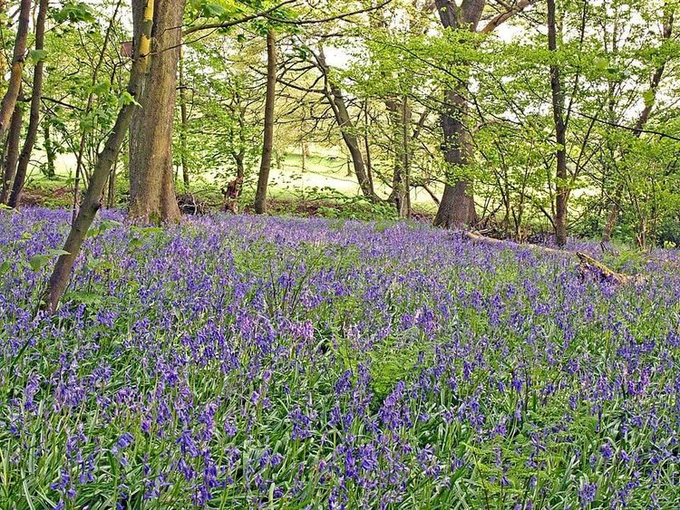 A carpet of bluebells beneath spring trees in an English wood