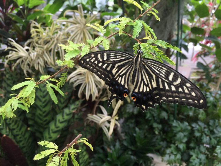 A swallowtail butterfly with wings spread in a greenhouse in Itami, Japan, the same family of butterflies Jo raises at home