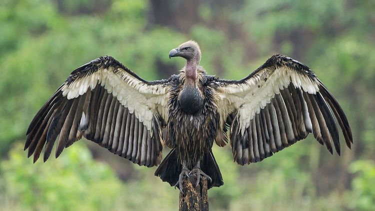 A white rumped vulture perched with its great wings spread wide, photographed in Chitwan National Park, Nepal