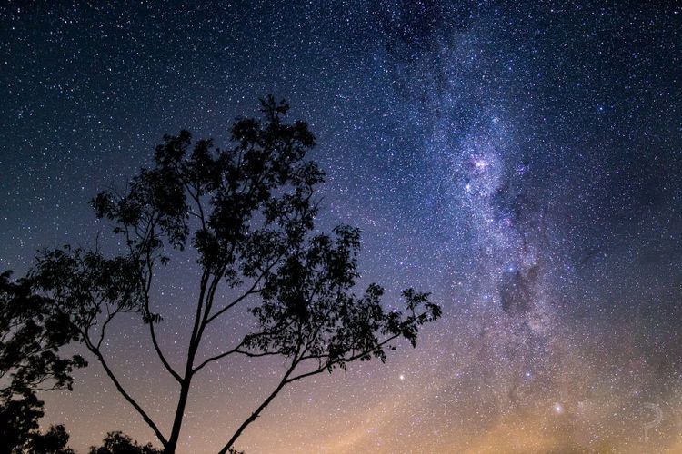 The Milky Way rising behind a gum tree under a truly dark Australian sky