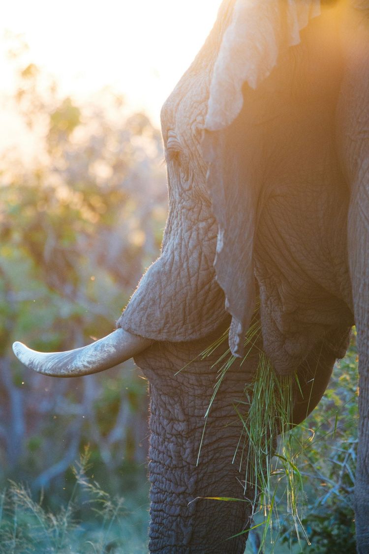 An African elephant feeding in golden light. A stand in for Namibia's desert herds.