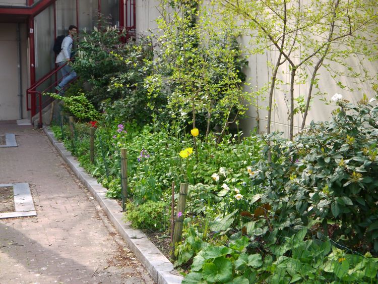 A facade garden strip of spring flowers beside brick paving in Amsterdam