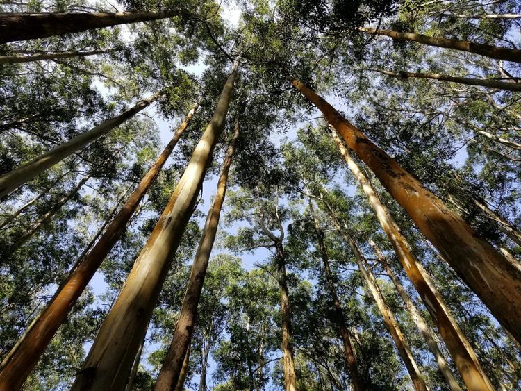 A eucalypt forest seen from within, trunks reaching to the sky, the kind of country FireSat watches over