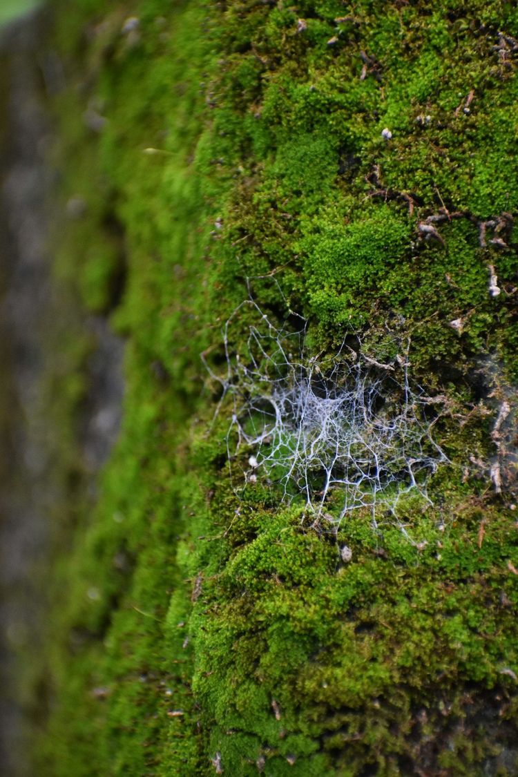 Fine white fungal threads laced across bright green moss