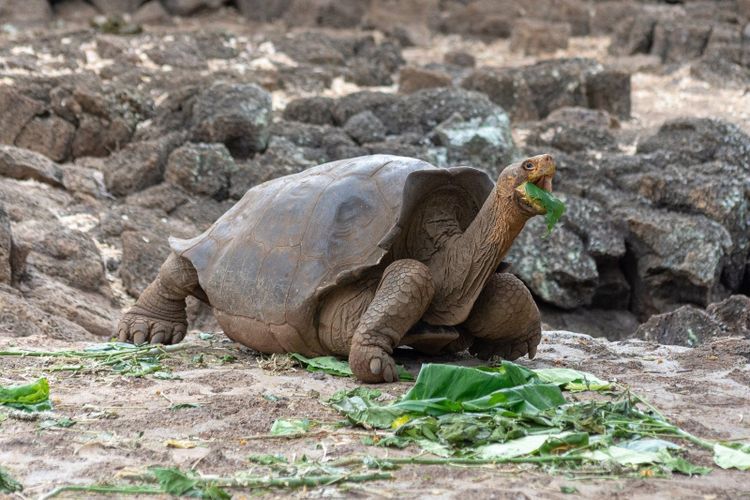 A Galapagos giant tortoise eating green leaves among dark lava rocks