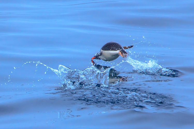 A gentoo penguin leaping through bright blue water with splashes flying