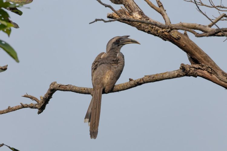 An Indian grey hornbill perched on a weathered branch against a soft grey sky