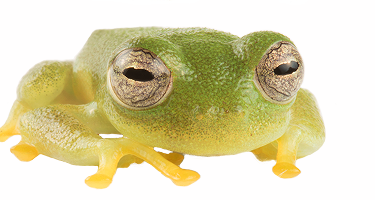 The Dajomes glassfrog, pea green with gold ringed eyes, facing the camera