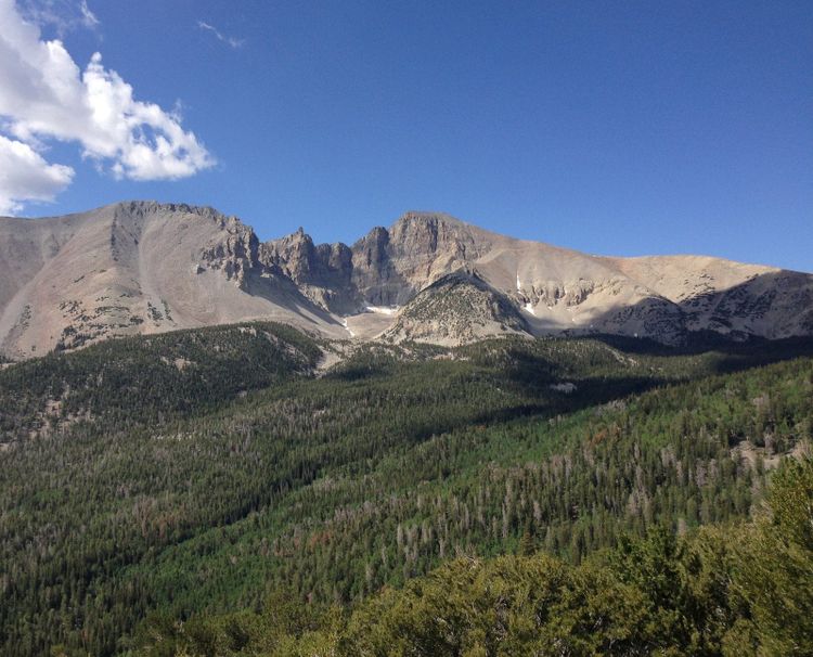 Wheeler Peak rising over forest in Great Basin National Park, Nevada