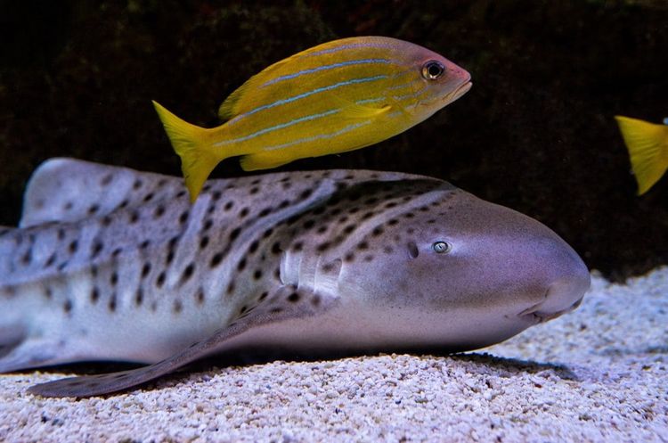 A gentle leopard shark resting on white sand while a small yellow fish swims above her