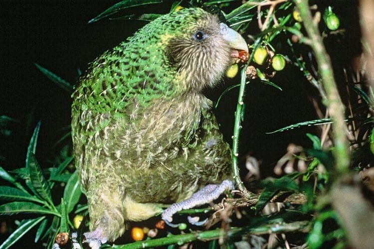 Trevor the kākāpō feeding on ripe poroporo fruit on Maud Island, New Zealand