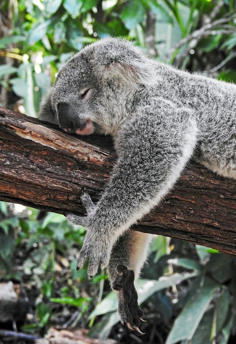 A koala asleep along a thick tree branch with green leaves behind