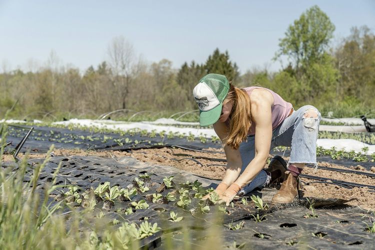 A volunteer kneeling to plant seedlings in a field on a sunny day