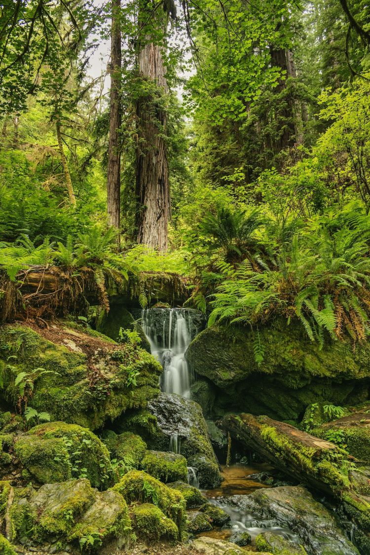 Ferns, moss and a small waterfall in lush green rainforest