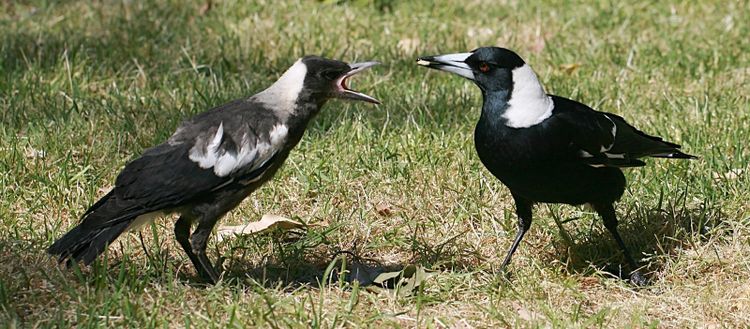 An adult Australian magpie passing food to a young magpie calling with its beak open, both standing on grass