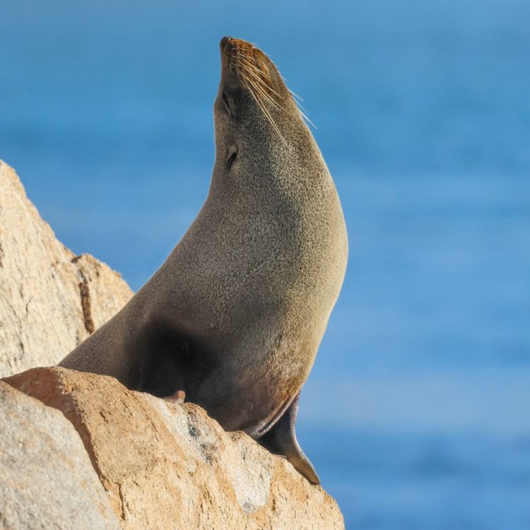 A fur seal raises its chin to the winter sun at Narooma, across the water from Barunguba Montague Island, photographed by Christina Senn
