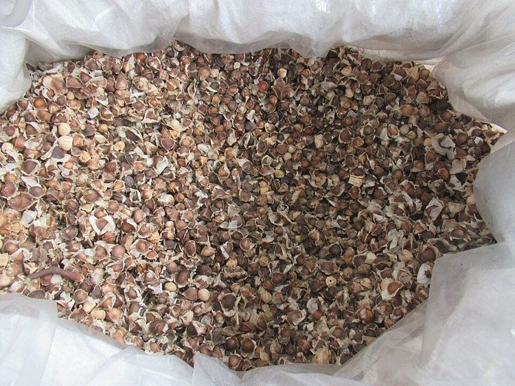 A sack of moringa seeds with their papery wings