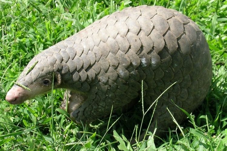 A Chinese pangolin walking through green grass, its overlapping scales catching the light