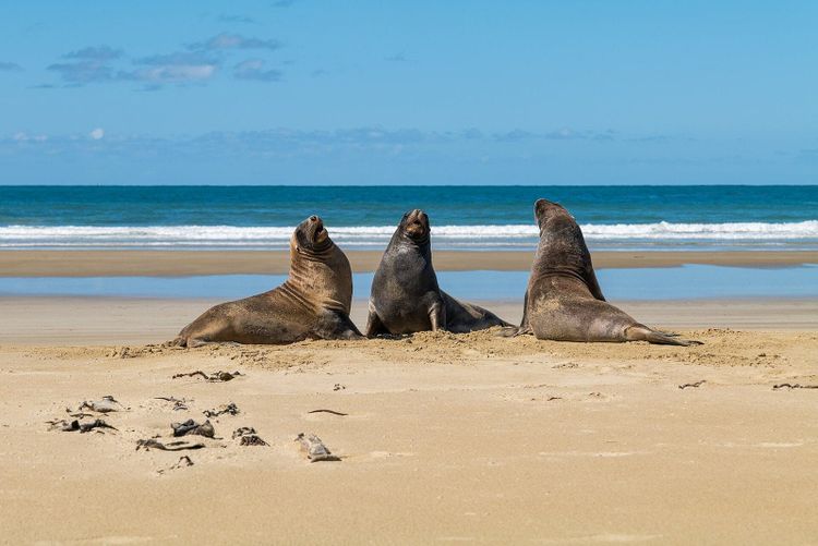 Three New Zealand sea lions up on golden sand with blue sky and surf behind them