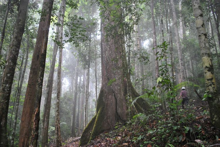 Old rainforest in mist, a huge buttressed tree and a walker on the track