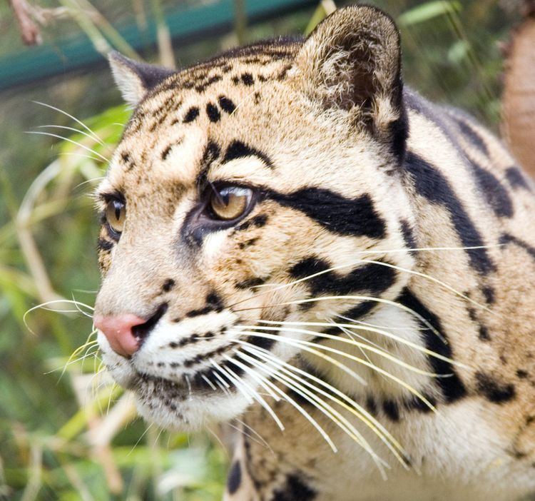 A clouded leopard in close portrait, one of the world's rare and threatened species