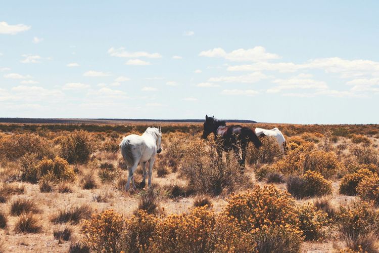 Wild horses grazing on open steppe under a wide sky