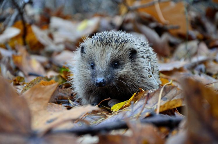 A European hedgehog sitting among autumn leaves, looking towards the camera