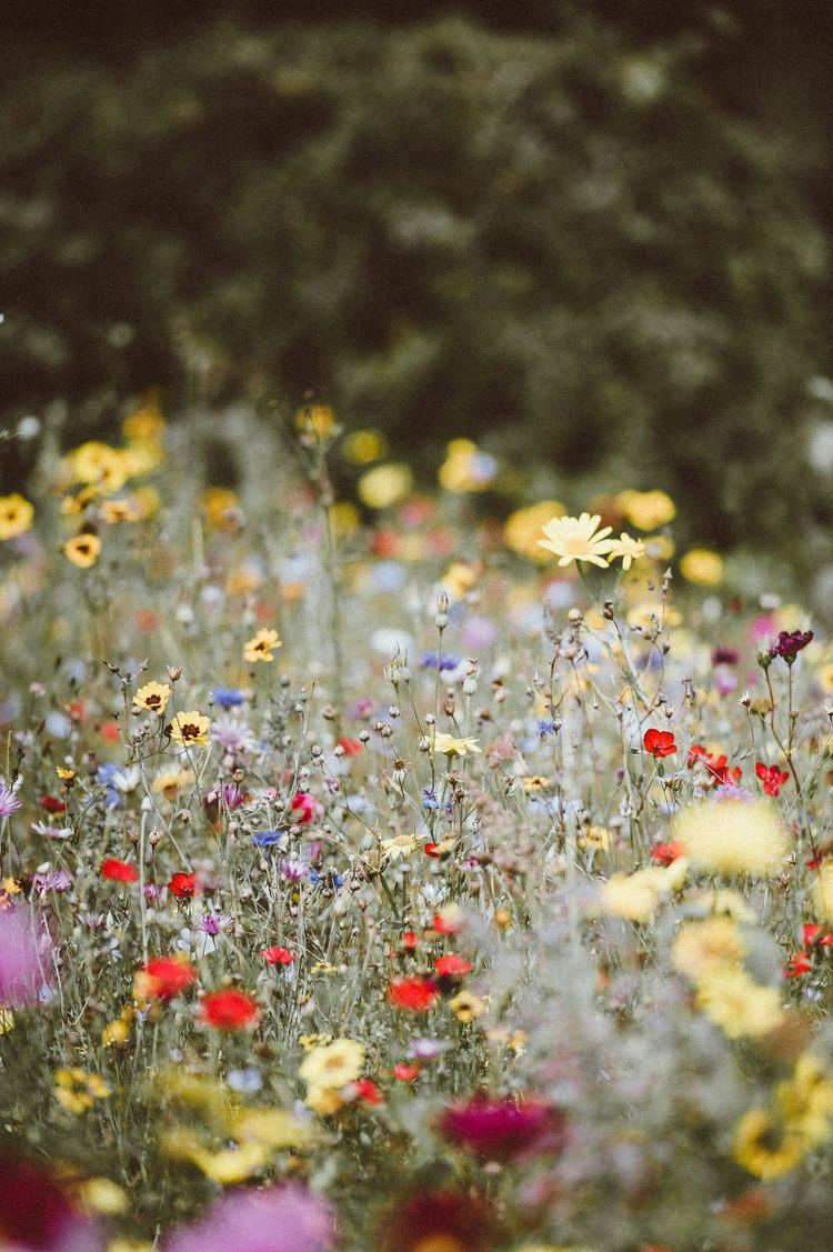 A garden meadow of mixed wildflowers
