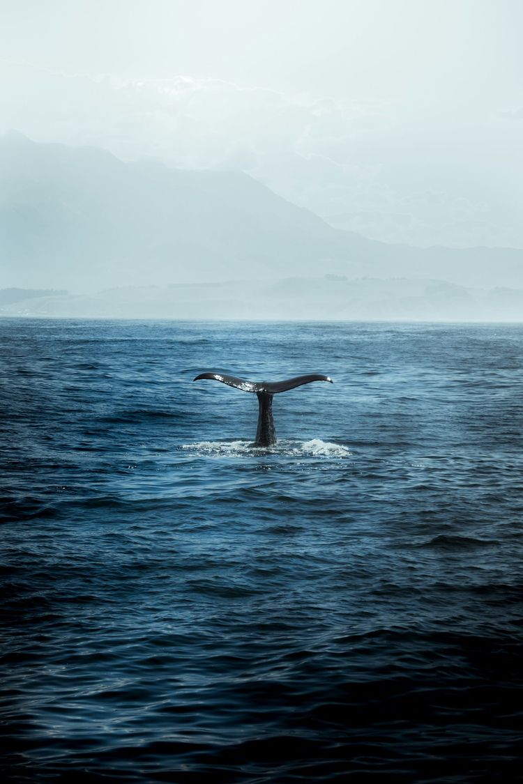 A whale tail rising from deep blue water off Kaikoura, New Zealand