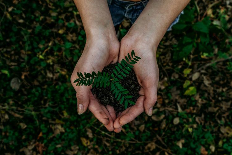 Two cupped hands seen from above holding dark soil and a small green fern