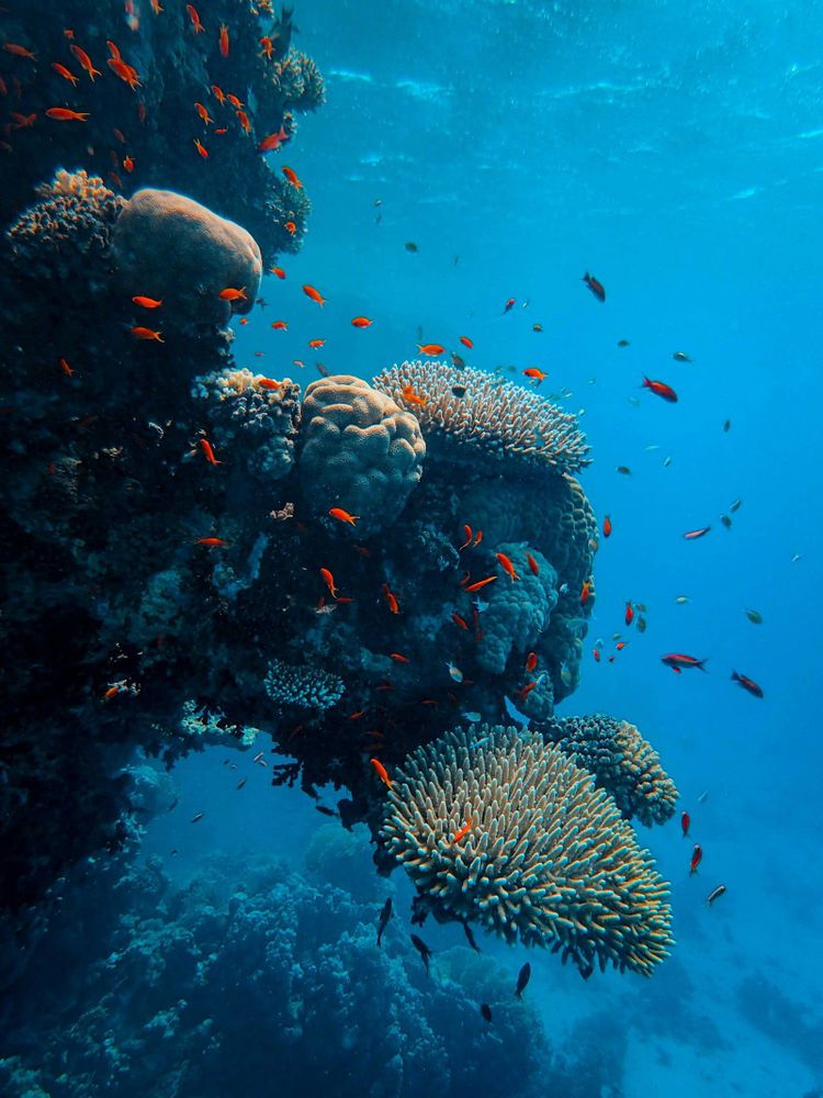 A coral reef teeming with tropical fish in clear blue water