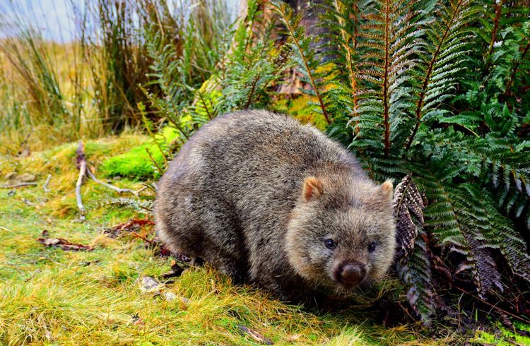 A common wombat, close cousin of the rare northern species, grazing beside ferns
