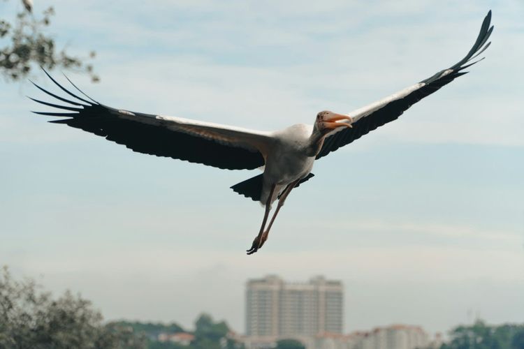 A white stork in flight against a pale sky