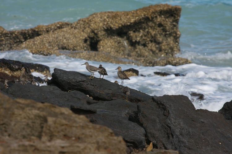 Shorebirds gathered on rocks at the edge of a turquoise sea