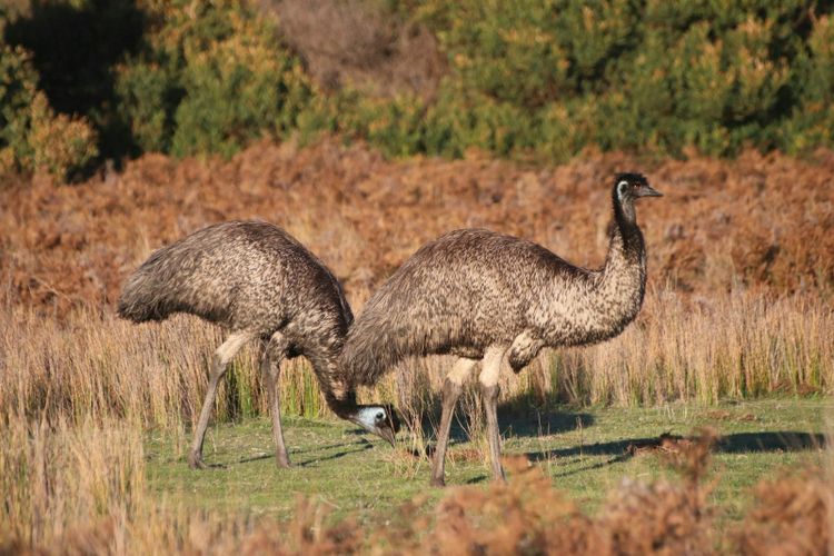 Two wild emus grazing in bushland at Wilsons Promontory, cousins of the endangered coastal emus of northern NSW