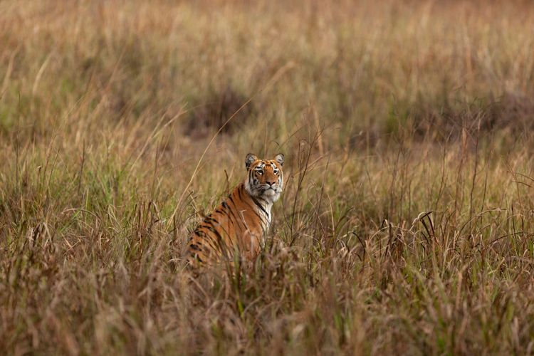 A tiger sitting upright in tall golden grassland