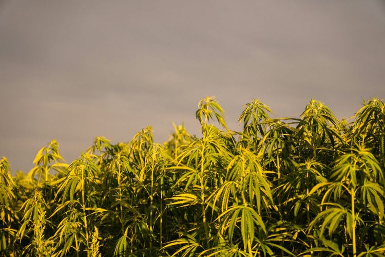 Industrial hemp plants growing tall in golden afternoon light