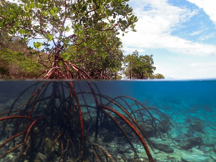 Mangrove roots seen above and below the waterline in clear shallow water