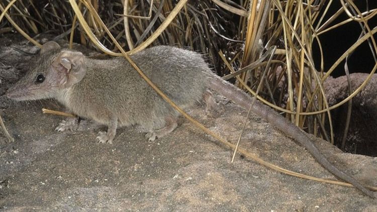 One tiny marsupial turned out to be four