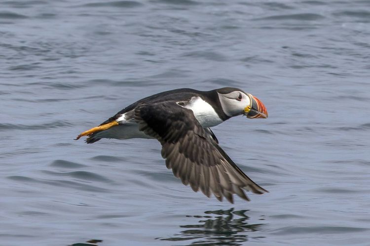 An Atlantic puffin skimming low over the sea, wings spread, photographed by Charles J. Sharp; a stand in for the Dorset colony