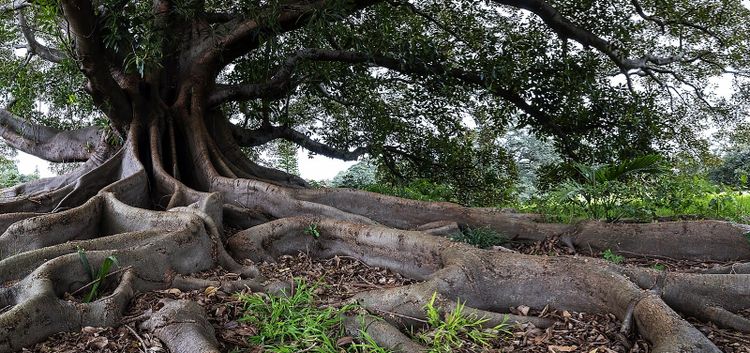 A vast Moreton Bay fig at Queens Park, its canopy spread wide and its buttress roots spilling across the grass