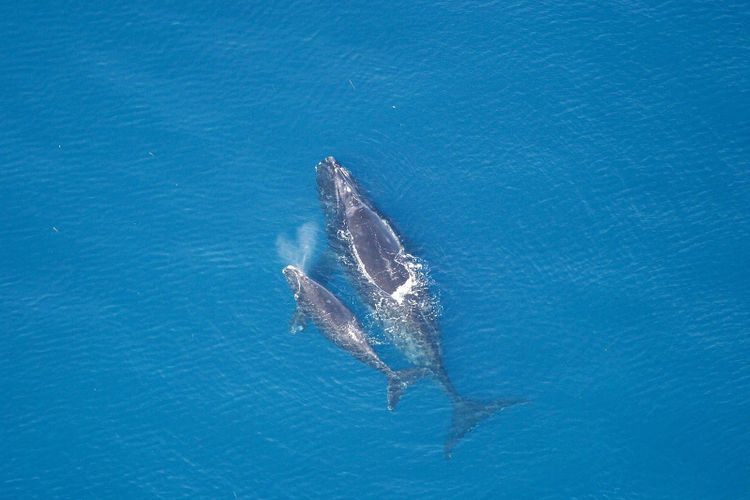 A North Atlantic right whale and her calf at the surface of blue water, seen from above, the mother’s blow still hanging in