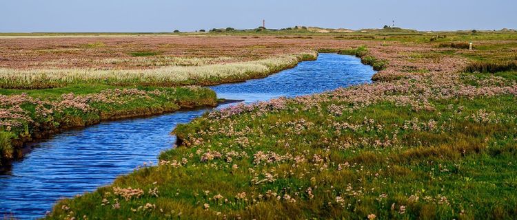 A blue creek winding through saltmarsh in full sea lavender bloom