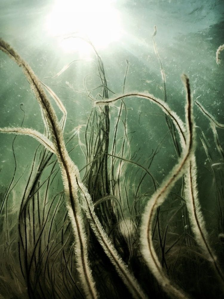 Sunlight falling through clear water onto a green seagrass meadow