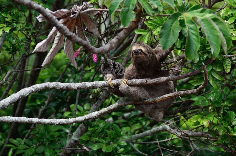 A brown throated three fingered sloth climbing slowly along a branch in green rainforest