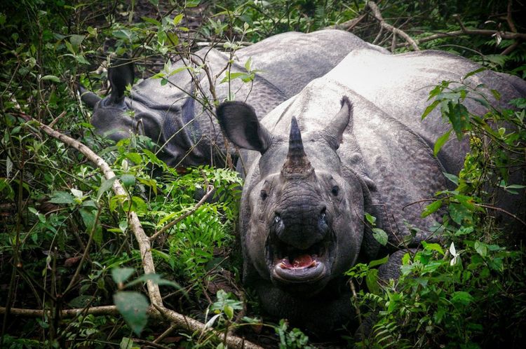 A one horned rhinoceros in deep green foliage, the animals the Van Durgas guard