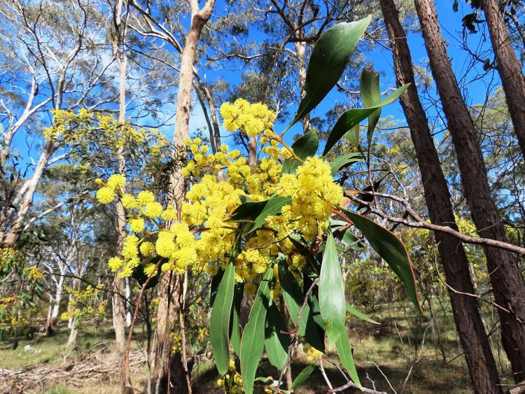 Golden wattle in full bloom, with eucalypt trunks and blue sky behind it