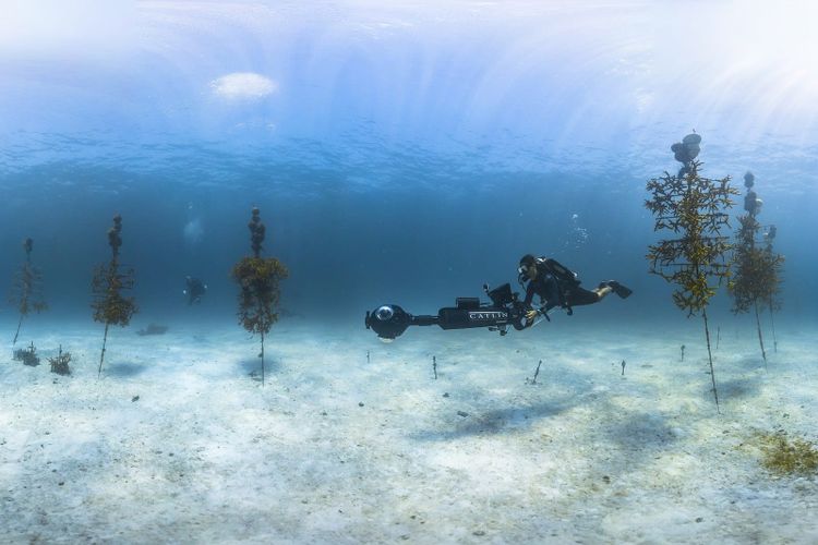 Coral nursery trees standing on white sand underwater, with a diver among them