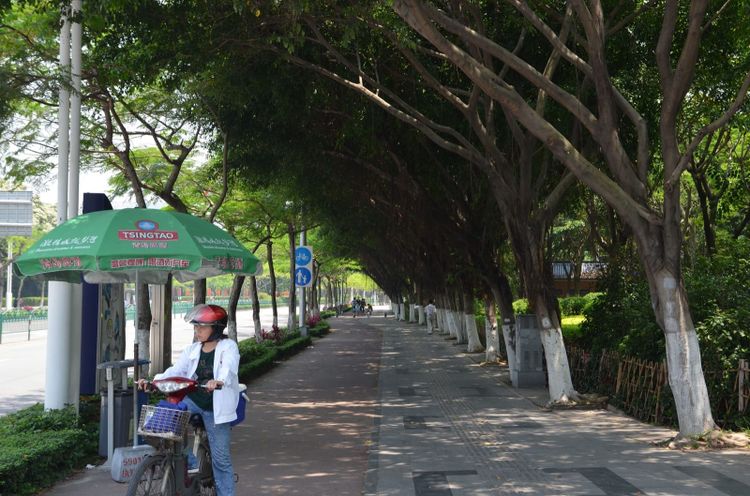 A tree lined cycle lane in Xiamen, China